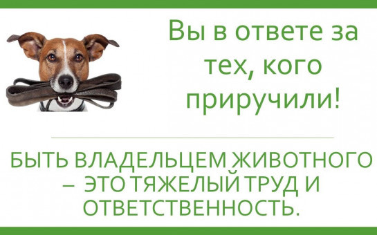 ПАМЯТКА ДЛЯ НАСЕЛЕНИЯ ПО ОТВЕТСТВЕННОМУ ОБРАЩЕНИЮ С ЖИВОТНЫМИ